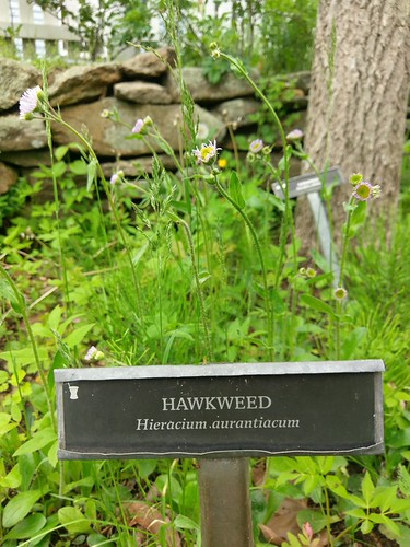 Picture for: Gardening: Growing your Herb Garden (Washburn at Las Estrellas)