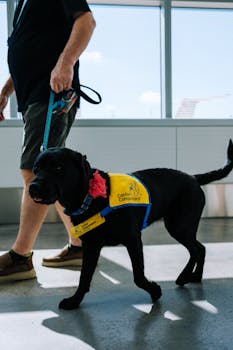 Picture for: Service Dog Education (Northeast)
