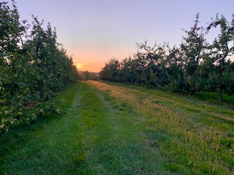 Picture for: Everly Farms Summer Harvest Pizza Dinner