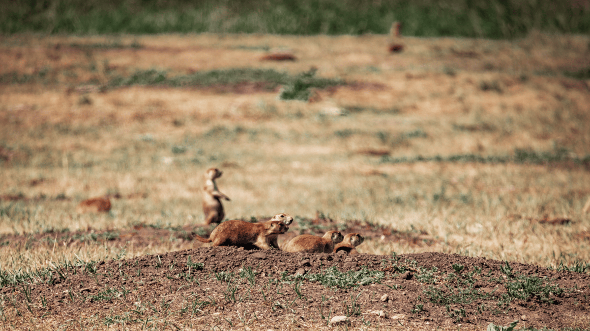 Picture for: Family Funday: Tracking Club: Prowling the Prairie (Kroening)