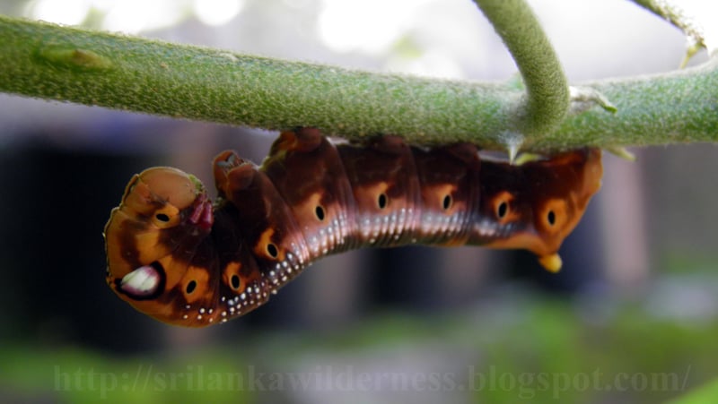 Picture for: Caterpillar Habitats & Friends (Gr. K-2)