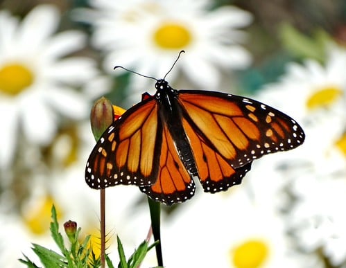 Picture for: Raising Monarch Butterflies (Lake Harriet)