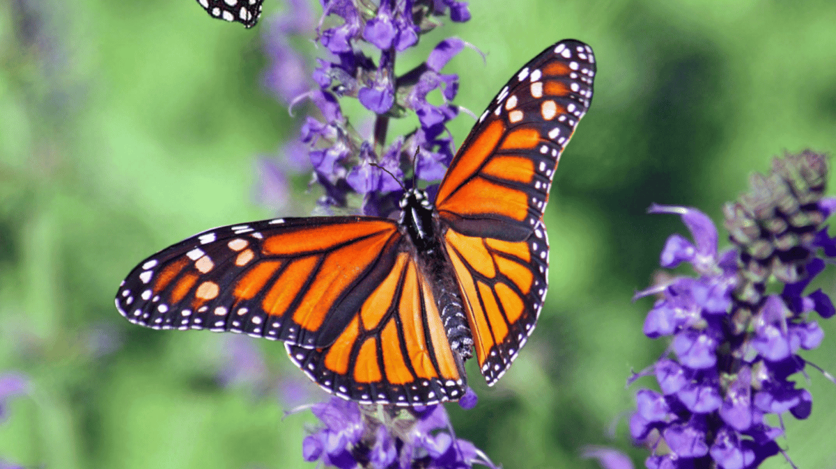 Picture for: Nature Tots: Bunches of Butterflies (Kroening)