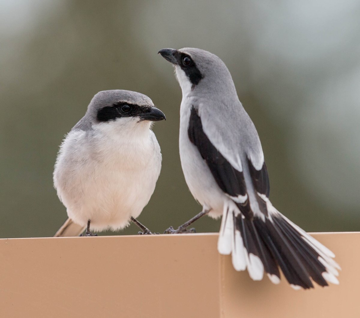 Picture for: Animal Friends (Gr: 1-2)