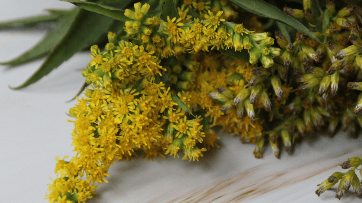 Picture for: Nature Art: Natural Dyeing with Goldenrod (Kroening)