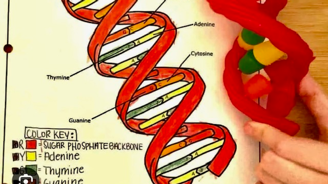 Picture for: 🧬Edible DNA👩‍🍳