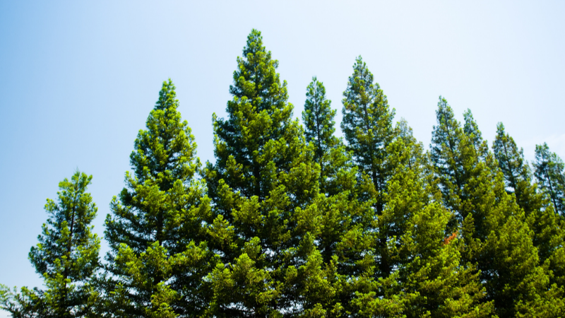Picture for: Roots to Canopy: Smart Tree Care for Homeowners