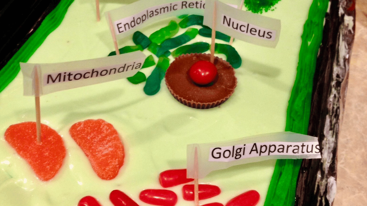 Picture for: Edible 3D Cell Models