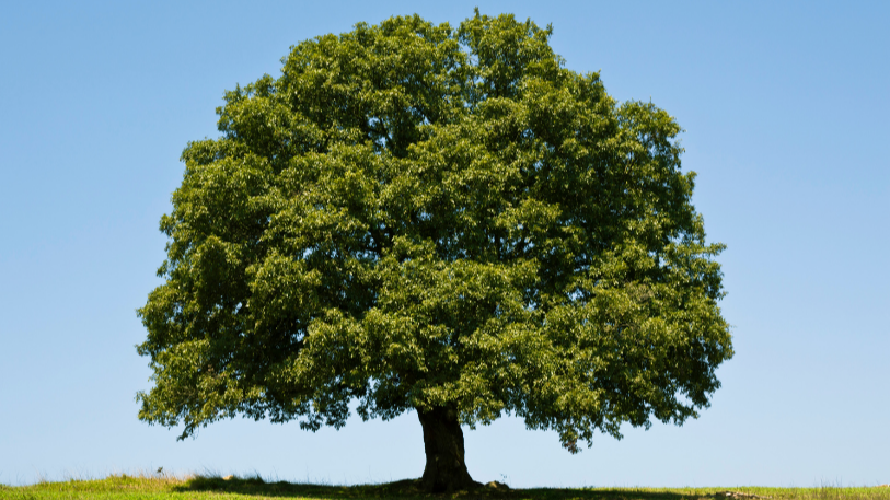 Picture for: Roots to Canopy: Smart Tree Care for Homeowners