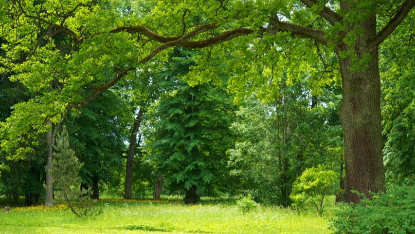 Picture for: Roots to Canopy: Smart Tree Care for Homeowners