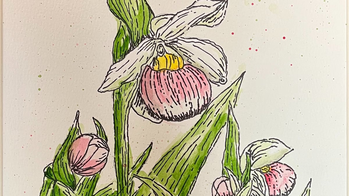 Picture for: The Art of Watercolor – Line and Wash Watercolor: Minnesota Ladyslipper