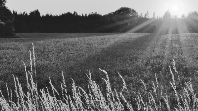 Picture for: Firearm Safety