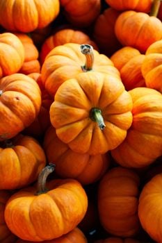 Picture for: Fall Festival