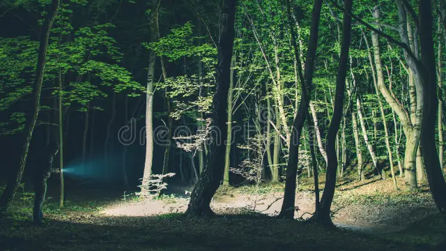 Picture for: Creatures of the Night - Glow in the Woods