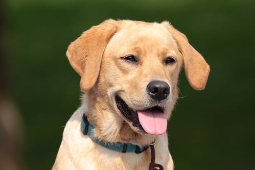 Picture for: Dog Training for Fun, Focus and Obedience