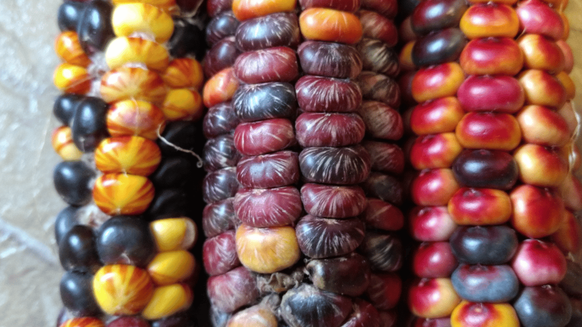 Picture for: Crazy About Cornmeal