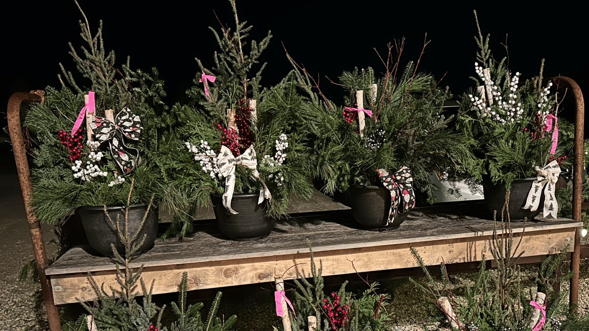 Picture for: Winter Porch Pots