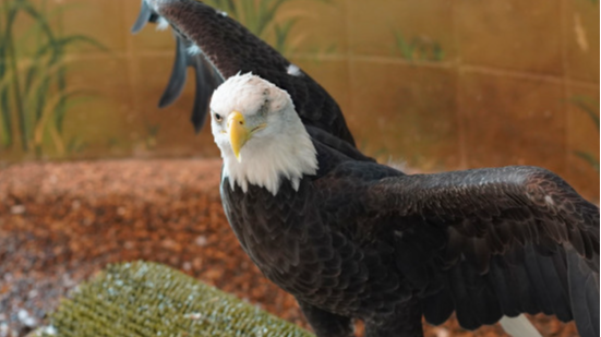 Picture for: National Eagle Center