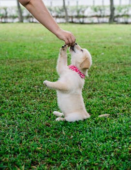 Picture for: Puppy Training
