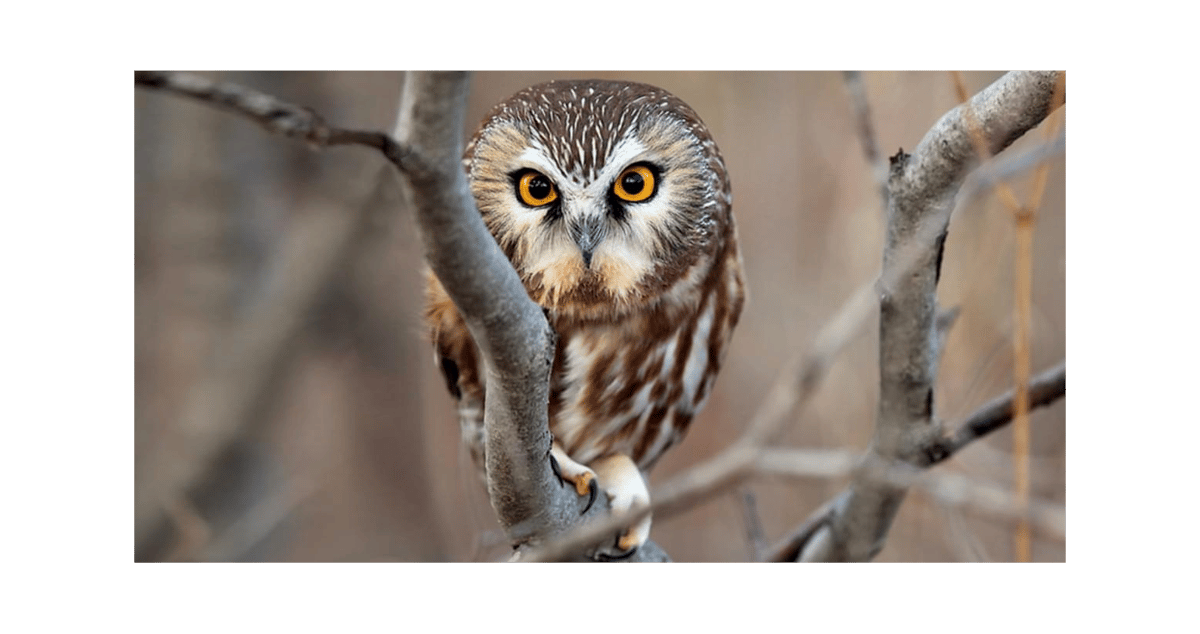 Picture for: An Evening for Night Owls