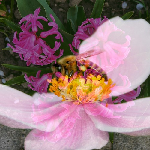 Picture for: Fall Wildflower Adventure