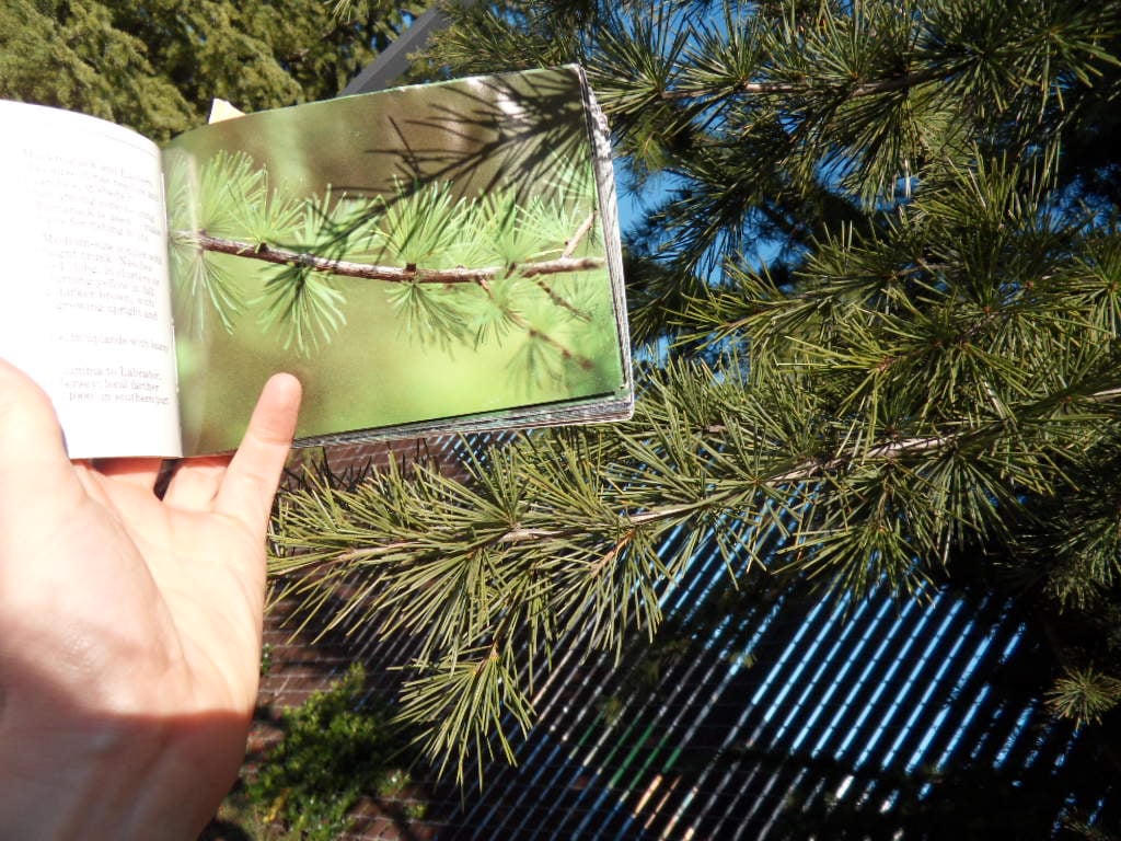 Picture for: Tree Identification