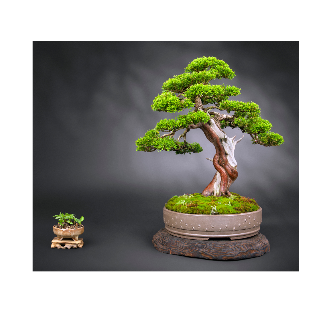 Picture for: Friendly Hills: Introduction to Bonsai Trees (Grades: 5-8)