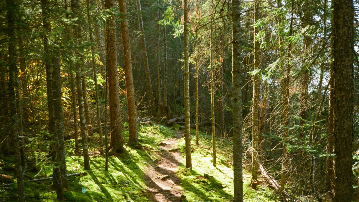 Picture for: Shinrin Yoku Forest Bathing