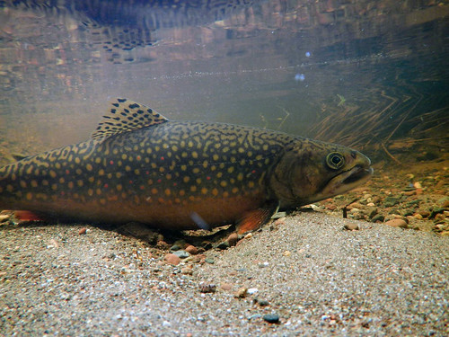 Picture for: Magic School Bus: Animal Habitats