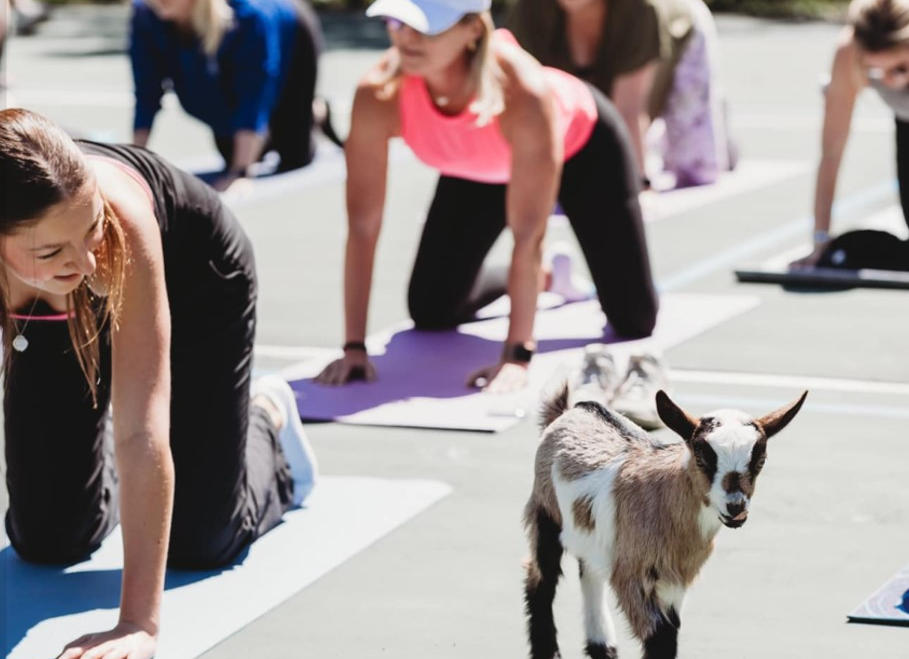 Picture for: Goat Yoga