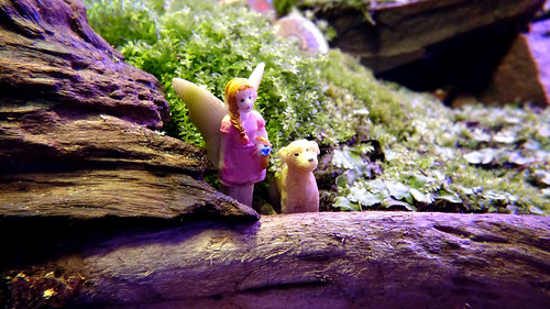 Picture for: Fairy Garden Adventures