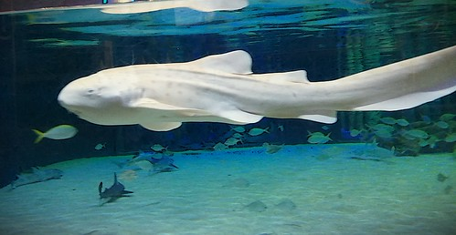 Picture for: Shark Week