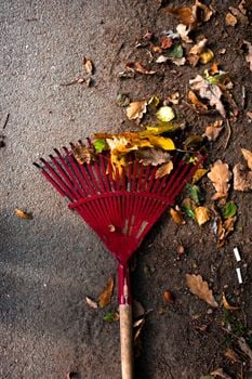 Picture for: Fall Garden Clean Up