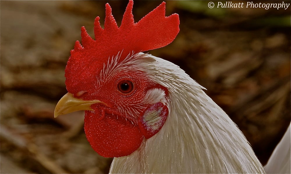 Picture for: Down on the Farm