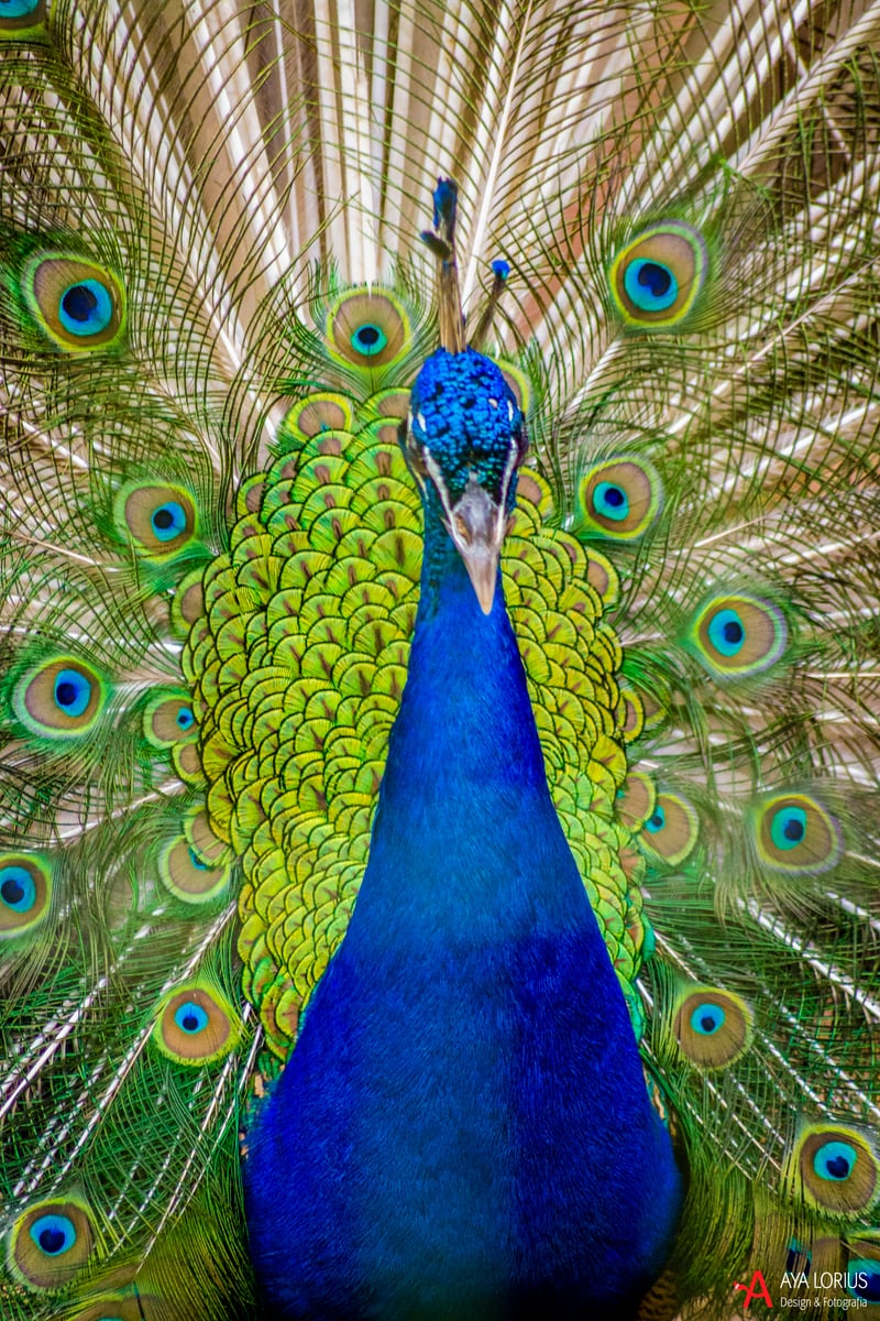 Picture for: Curious Critters