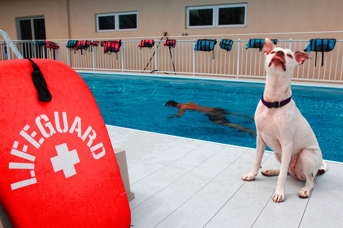 Picture for: Red Cross Lifeguard Training