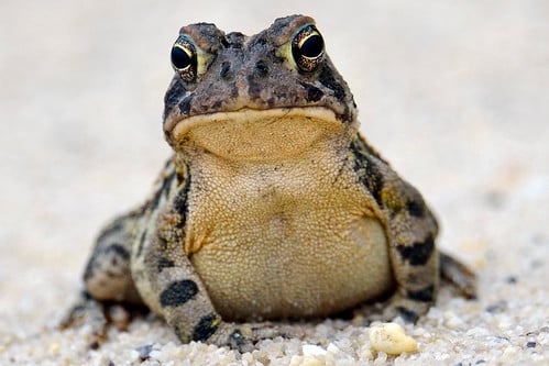 Picture for: Curious Critters