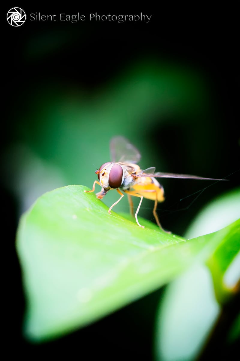 Picture for: Magic School Bus: Living Things