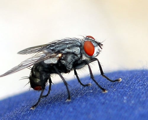 Picture for: Backyard Explorer: Bug Hunt - At Home STEM Kit