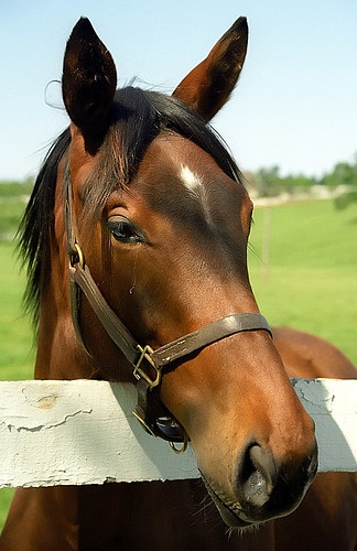 Picture for: Horse Camp (Ages 6-12)