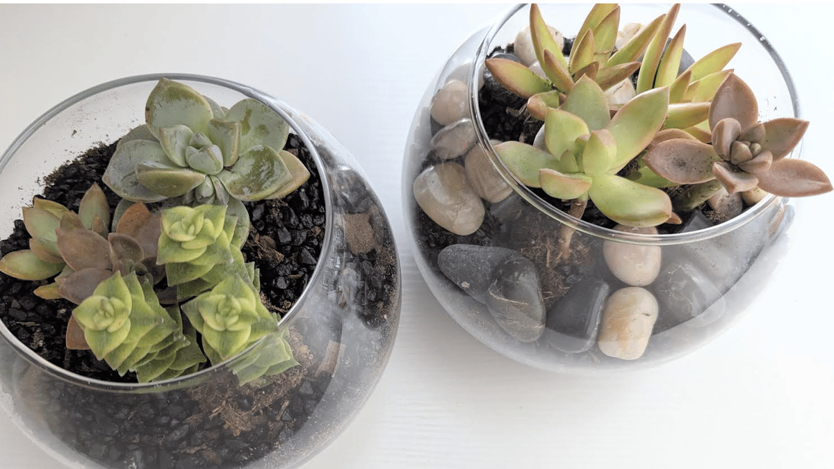 Picture for: Succulent Terrariums