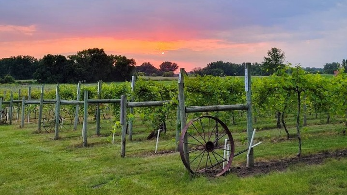 Picture for: Adult Trip: Crow River Winery Tour