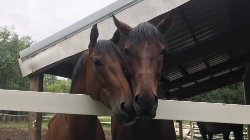 Picture for: Horse Camp Ages 6-15 yrs.