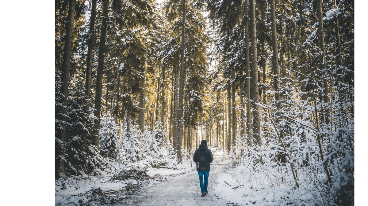 Picture for: Shinrin Yoku: The Art of Forest Bathing