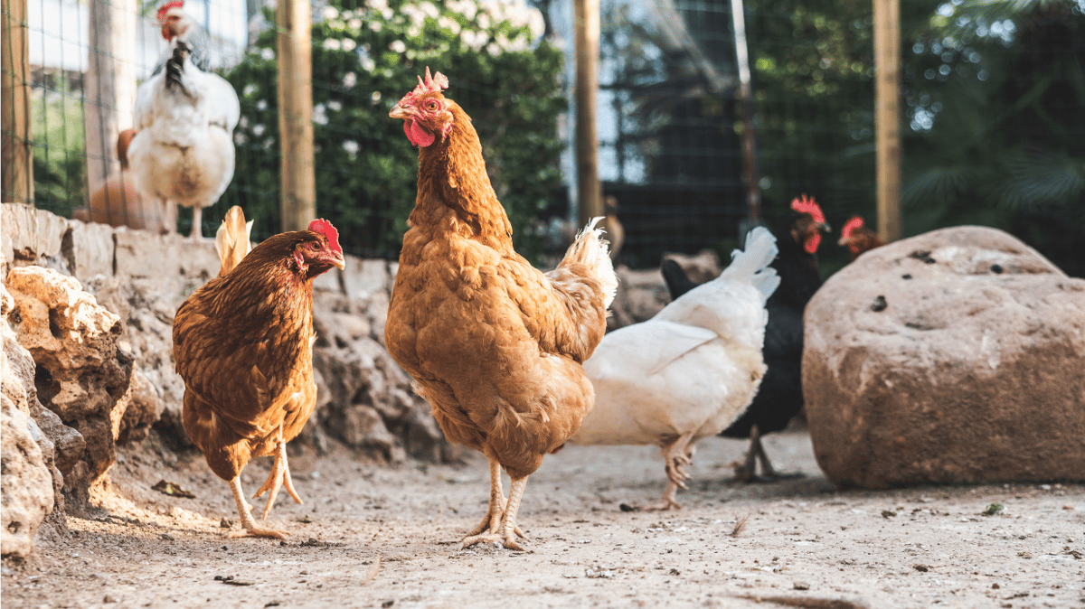 Picture for: Backyard Chickens for Beginners