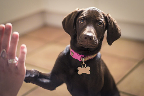 Picture for: Dog Obedience Level 2: Basic Life Skills