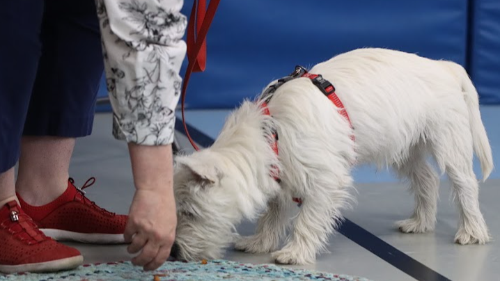 Picture for: Dog Obedience Level 1: Basic Life Skills