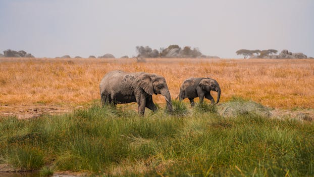 Picture for: Elephants & Other Creatures
