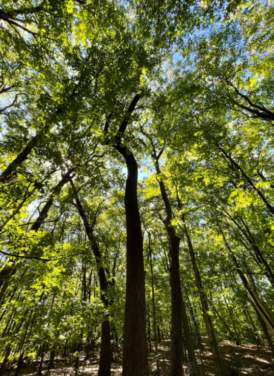 Picture for: Shinrin Yoku: The Art of Forest Bathing