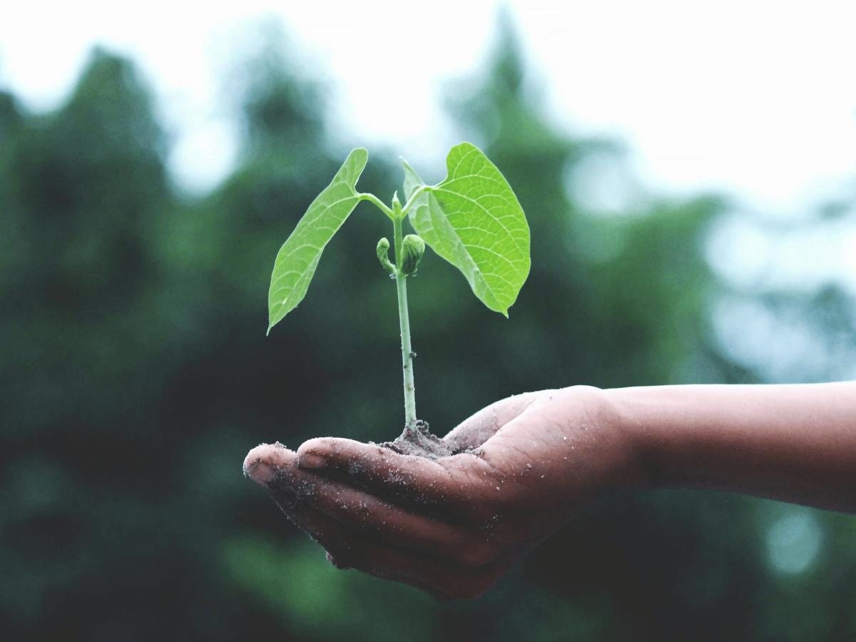 Picture for: Sustainability Club: Gr. K-2